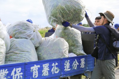 全民動員除「綠癌」，花蓮百人齊力清除小花蔓澤蘭131公斤。